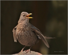 <p>KOS ČERNÝ (Turdus merula) /Common blackbird - Amsel/</p>